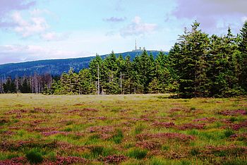 Landschaftsaufnahme von Gras und Bäumen